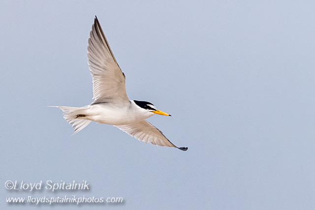 Least Tern