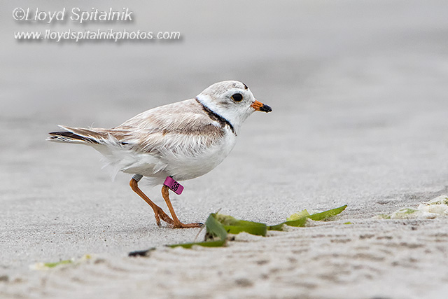 Piping Plover