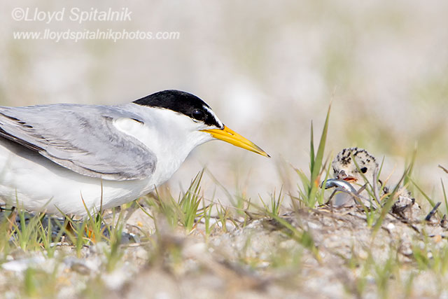 Least Tern