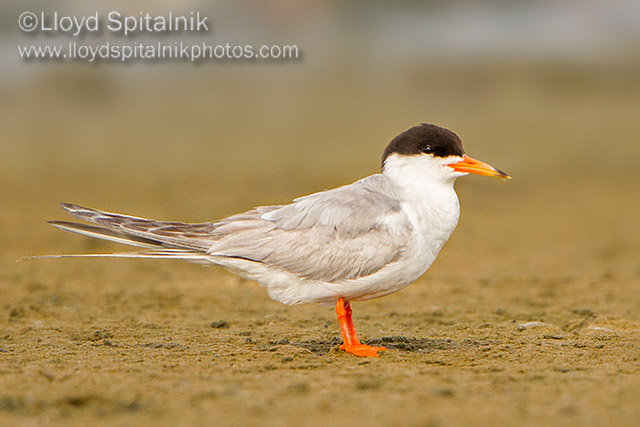 Forsters Tern
