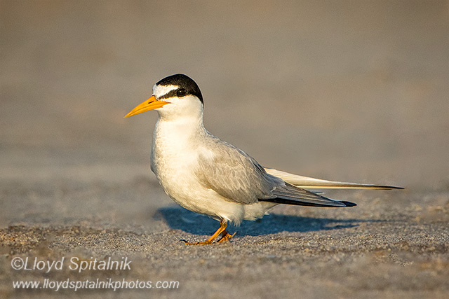 Least Tern