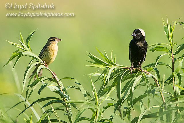 Bobolink