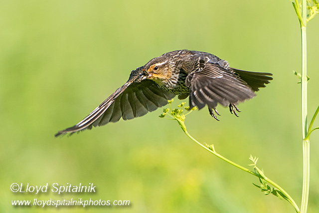 Red-winged Blackbird