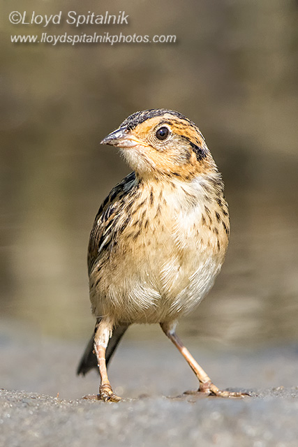 Saltmarsh Sparrow (juvenile)