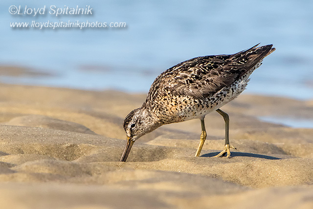 Short-billed Dowitcher 