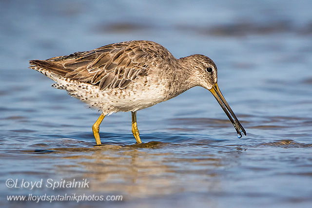 Short-billed Dowitcher 