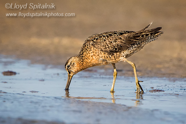 Short-billed Dowitcher 