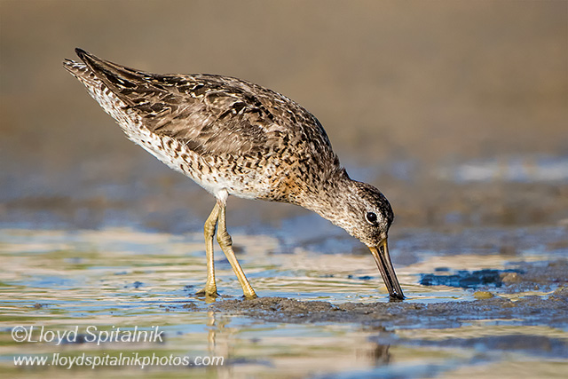 Short-billed Dowitcher 