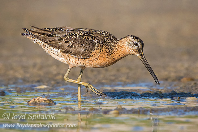 Short-billed Dowitcher 