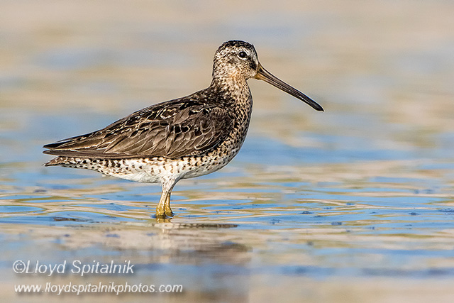Short-billed Dowitcher 