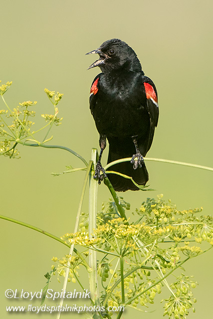 Red-winged Blackbird