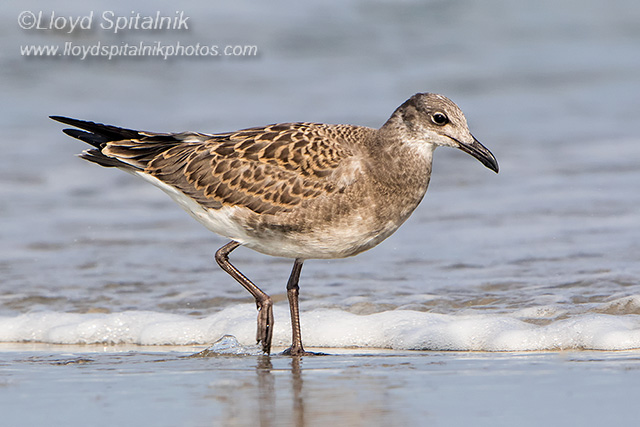 Laughing Gull (juvenile)