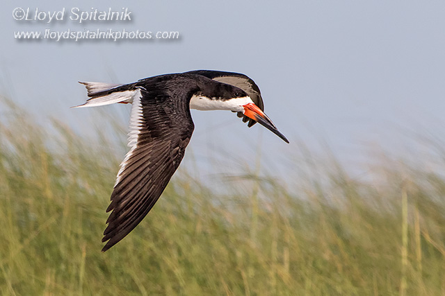 Black Skimmer
