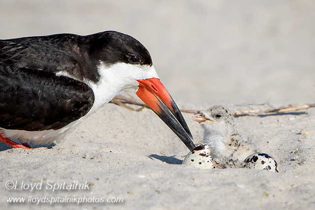 Black Skimmer