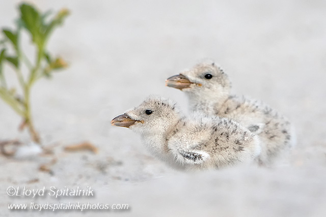 Black Skimmer