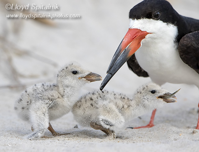 Black Skimmer