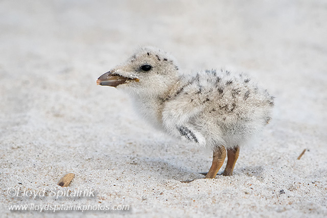 Black Skimmer