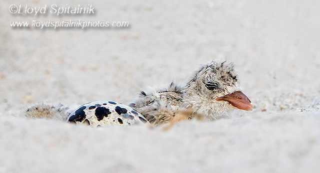 Black Skimmer