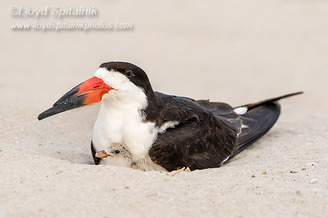 Black Skimmer