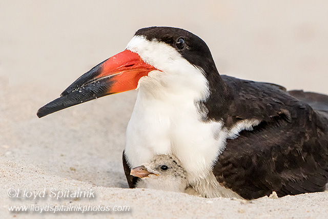 Black Skimmer