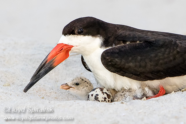Black Skimmer