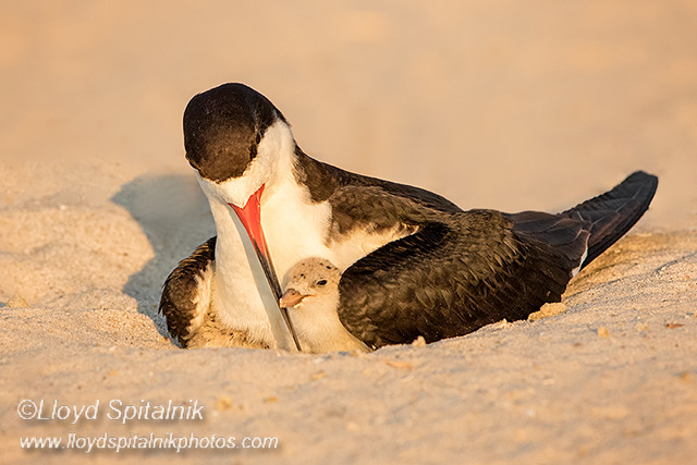 Black Skimmer