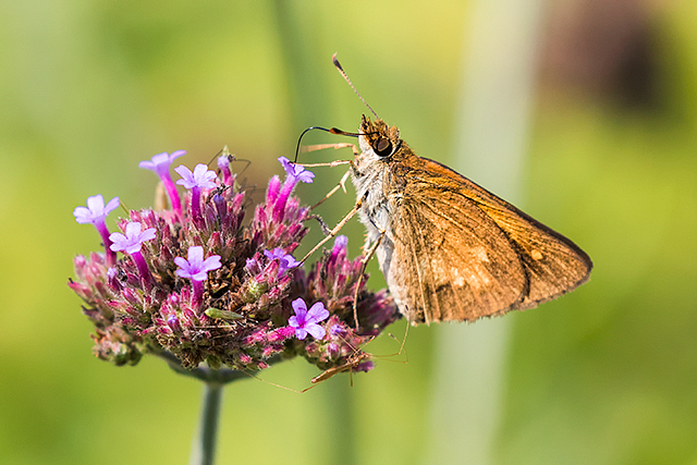 Broad-winged Skipper