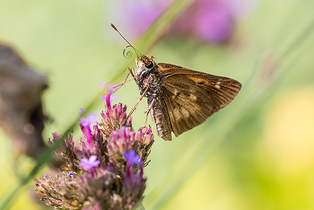 Broad-winged Skipper