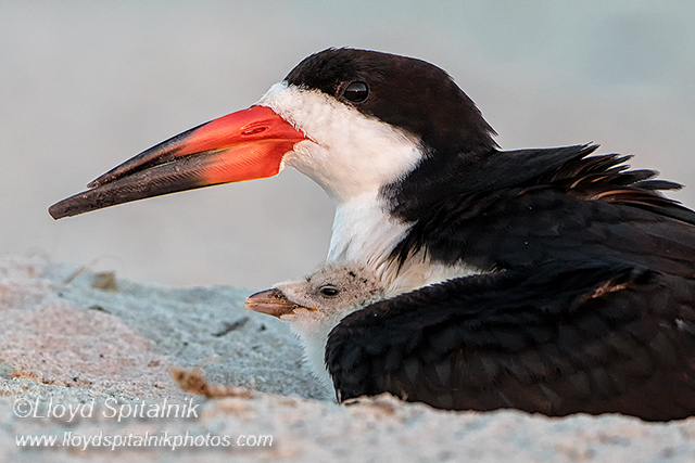 Black Skimmer