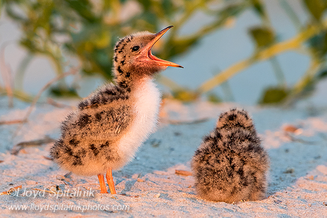 Common Tern