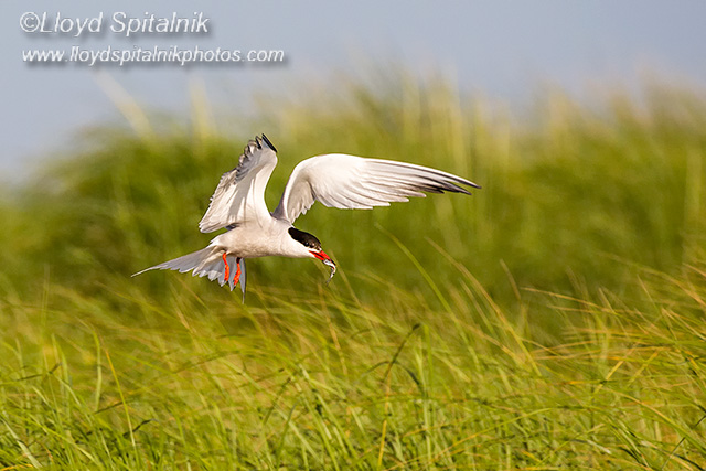 Common Tern