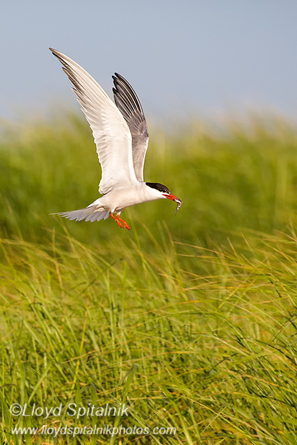 Common Tern