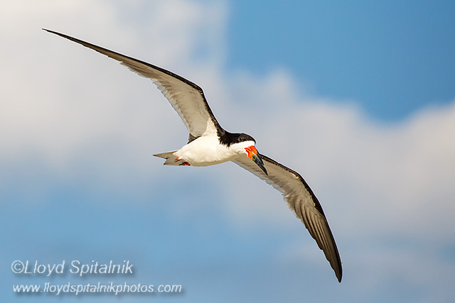 Black Skimmer