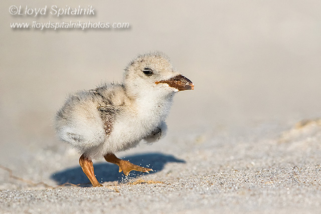 Black Skimmer