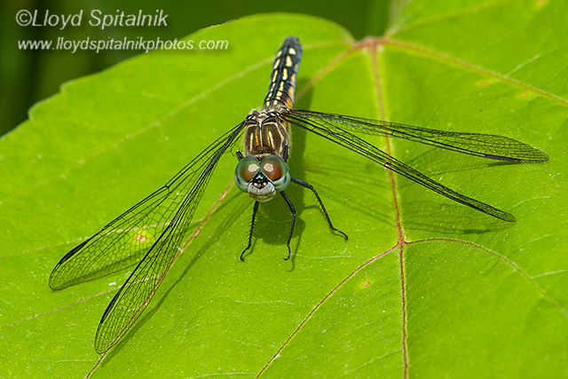 Blue Dasher