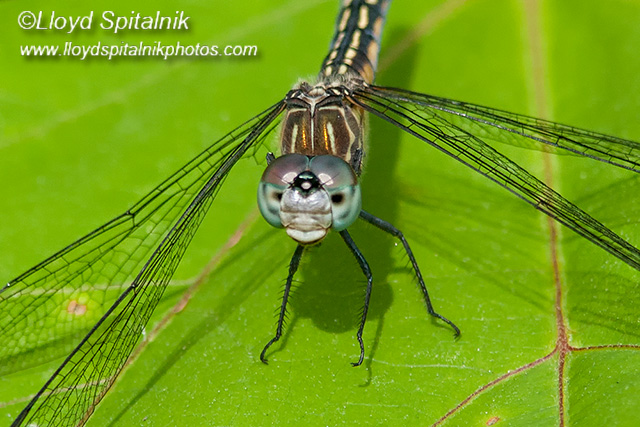 Blue Dasher