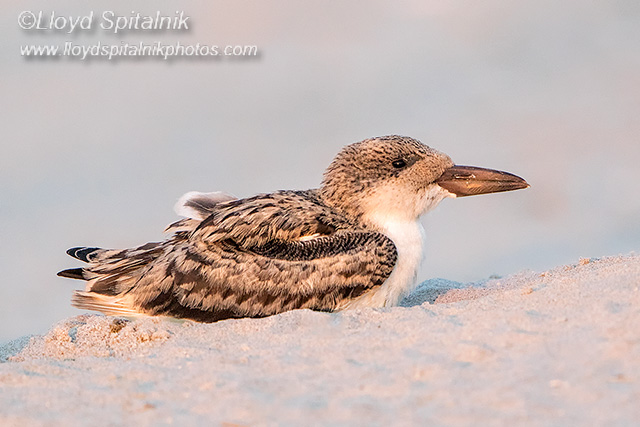 Black Skimmer