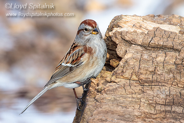 American Tree Sparrow