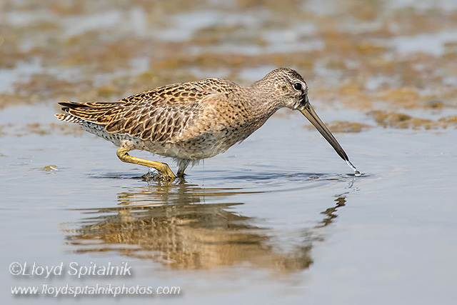 Short-billed Dowitcher (juvenile)