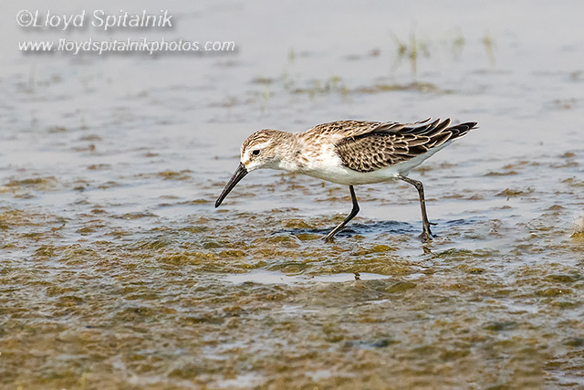 Western Sandpiper