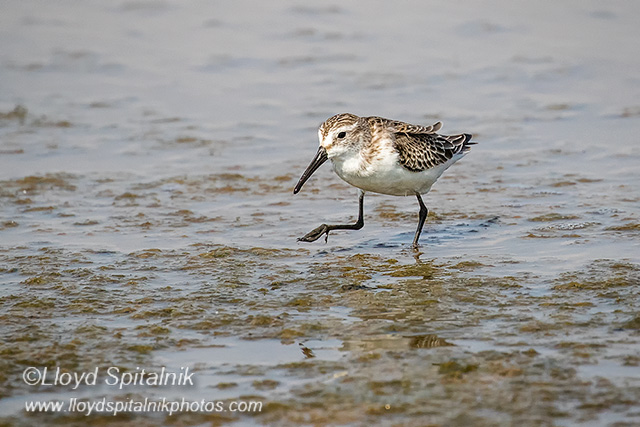Western Sandpiper