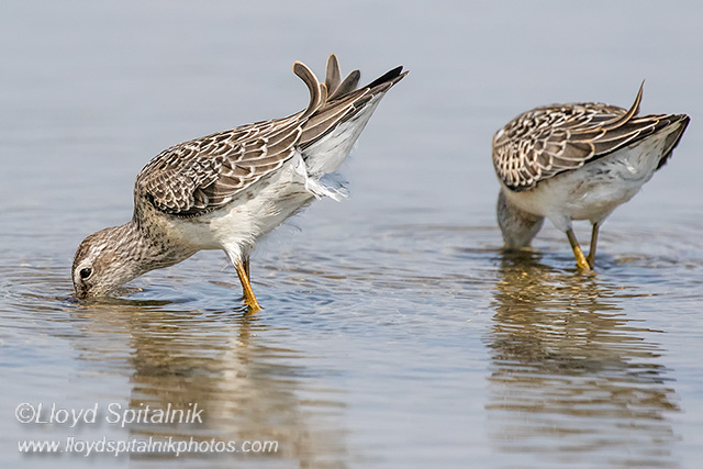Stilt Sandpiper