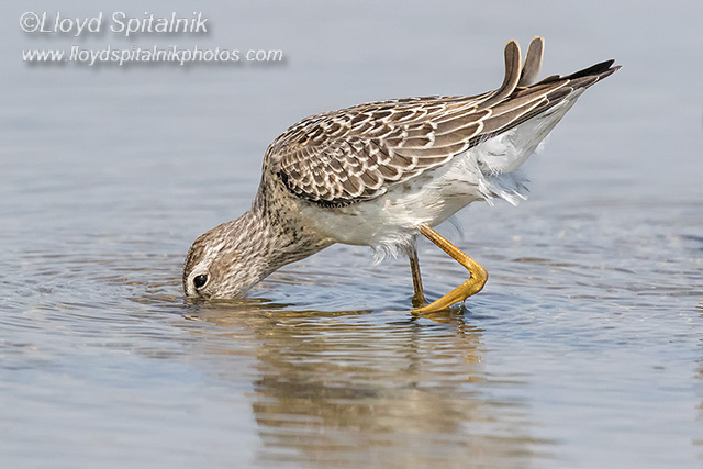 Stilt Sandpiper