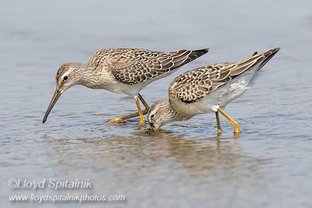 Stilt Sandpiper