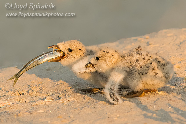 Black Skimmer