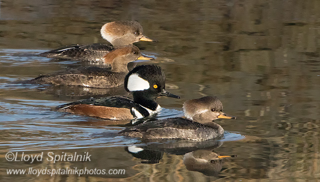 Hooded Merganser 