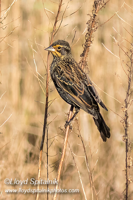 Red-winged Blackbird