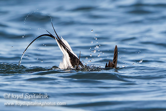 Long-tailed Duck (Oldsquaw)