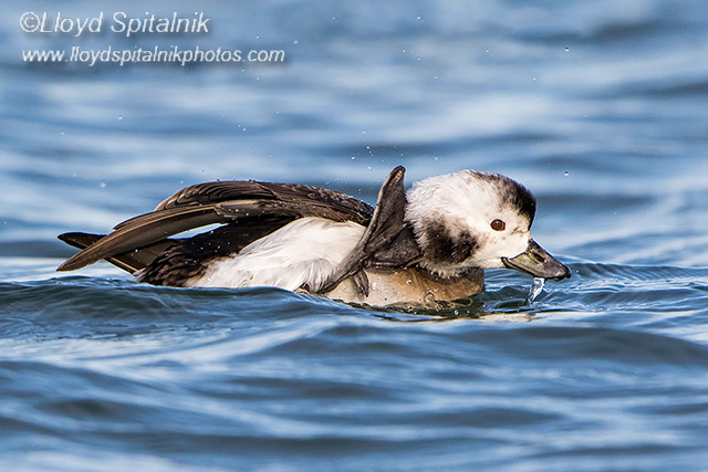 Long-tailed Duck (Oldsquaw)