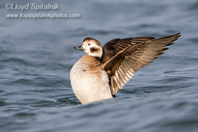 Long-tailed Duck (Oldsquaw)